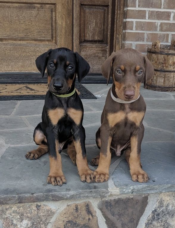 REGALO CACHORROS DOMERMAN(WHATSAPP: 34603263093)